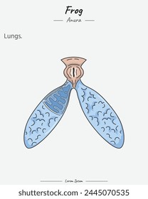 Anatomie der Froschlungen Illustration für Biologiewissenschaftsunterricht