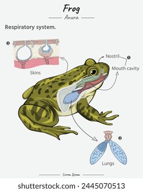 Anatomía del sistema respiratorio de la rana, pulmones, pieles, cavidad bucal para la educación de la ciencia de la biología