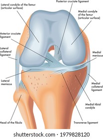 Anatomy of the front of the right knee, with annotations.