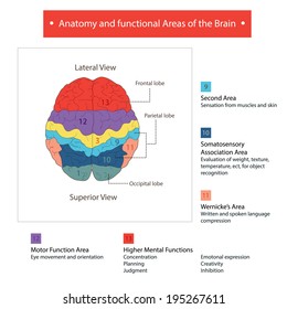 Anatomy and function.