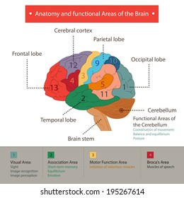 Anatomie und funktionale Bereiche des Gehirns.