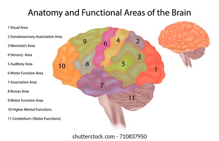 Anatomy and Functional Areas of the Brain. Brain anatomy - A side view illustration of the human brain with areas