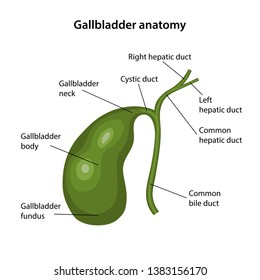 Anatomy of the gallbladder with description of the corresponding parts. Anatomical vector illustration in flat style isolated over white background.