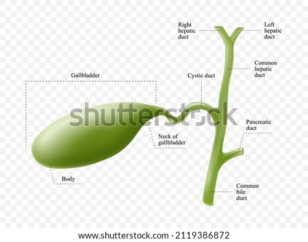 Anatomy of the gallbladder with description of the corresponding parts. Anatomical vector illustration in flat style isolated over white background.