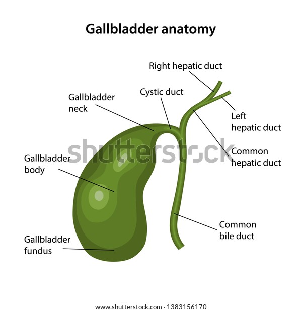 Gallbladder Model Labeled
