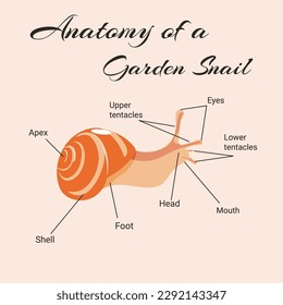 Anatomy of a garden snail. Vector design of instruction manual.  svg