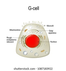 Anatomy of a G-cell. This cells are located in the gastric glands into stomach. G cell is a type of cell in the stomach and duodenum that secretes hormone gastrin.