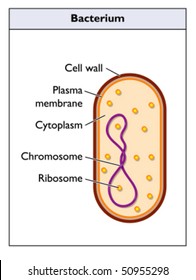 1,611 Bacteria Cell Wall Images, Stock Photos & Vectors 