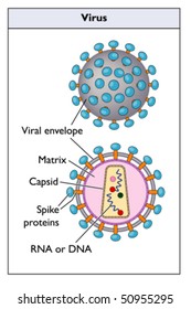 9,562 Enveloped virus Images, Stock Photos & Vectors | Shutterstock