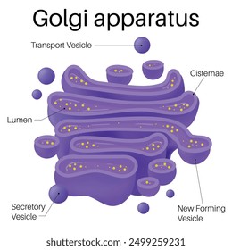 Anatomie des Golfapparates. Organelle eukaryotischer Zellen