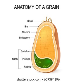 Anatomy of a grain. cross section. inside the seed. parts of whole grain: endosperm, bran with aleurone layer, germ (radicle, plumule, scutellum)  hairs of brush.