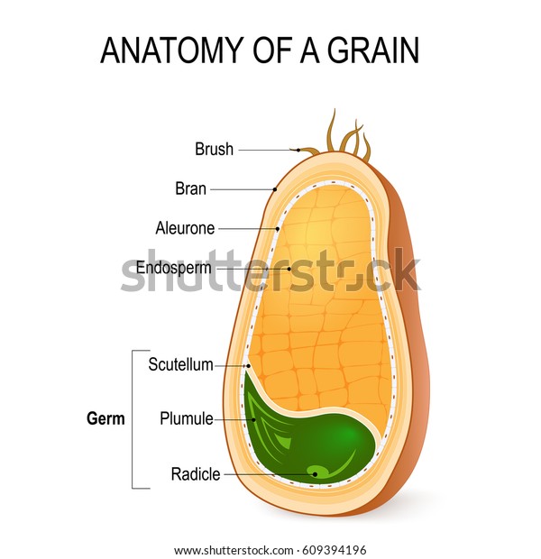 Anatomy Grain Cross Section Inside Seed Stock Vector Royalty Free 609394196