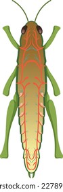 The anatomy of grasshopper on white background illustration