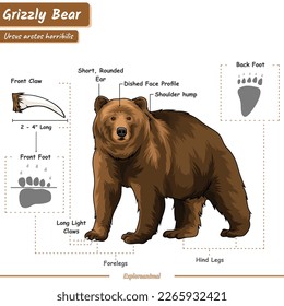 Anatomy of grizzly bear.
diagram about grizzly bear illustration.
ready to use, vector, education.