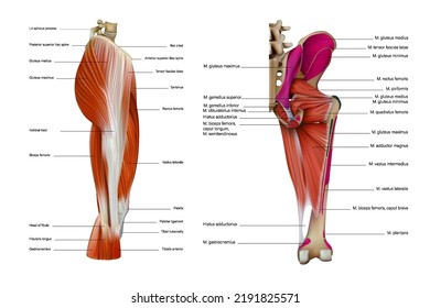 The anatomy of a group of muscles of the human thigh, their structure on a white background. Vector 3D illustration