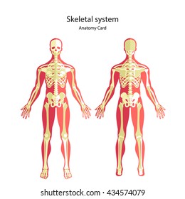 Anatomy Guide Of Human Skeleton. Didactic Board Of Bony System. Front And Rear View. Vector Illustration.