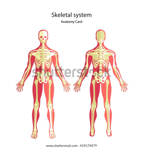 Anatomy Guide Human Skeleton Didactic Board Stock Vector (Royalty Free ...