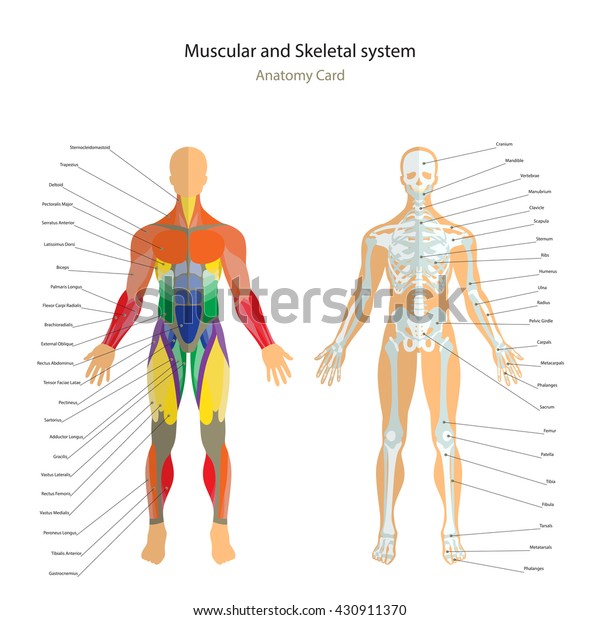 Anatomy Guide Male Skeleton Muscles Map Stock Vector (Royalty Free ...