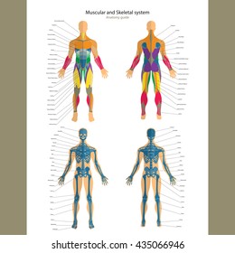 Anatomy guide. Male skeleton and muscular system with explanations. Front and back view.