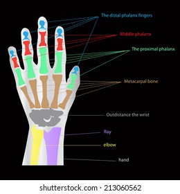 Anatomy of the hand