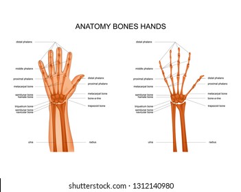 anatomy of hand bones