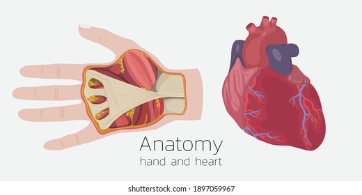 Mano y corazón de anatomía. Diseño educativo.