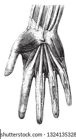 Anatomy of the hand of man, vintage engraved illustration. From Zoology Elements from Paul Gervais.
