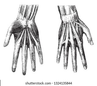 Anatomy Hand Man Vintage Engraved Illustration Stock Vector (Royalty ...