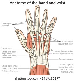 Anatomie der Hand- und Handgelenkstruktur Diagramm handgezeichnet schematische Vektorgrafik. Illustration in der Medizin