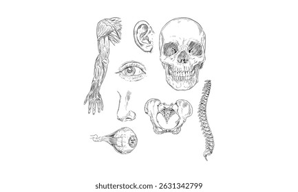 anatomy handdrawn engraving doodle collection