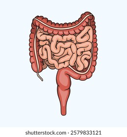 Anatomy of a Healthy Human Digestive System