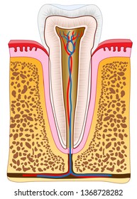 Anatomy Of The Healthy Root Canal Of Human Tooth In The Bone. Cross Section Of Single Tooth With Gums, Vessels And Bone. Vector Dental 2D Illustration. Cutaway Medical Illustration.