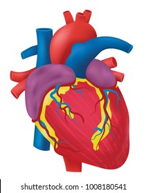 Anatomy of the Heart