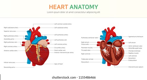 Coronary Vessels Anatomy - Anatomy Drawing Diagram