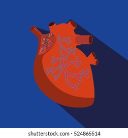  anatomy of heart