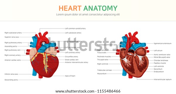 Anatomy of the\
Heart
