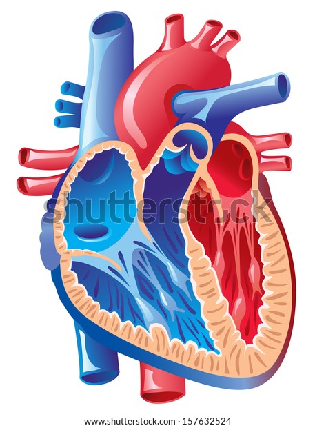 Anatomy of the\
Heart