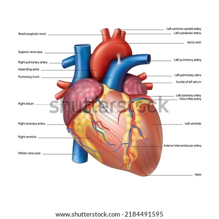 Anatomy of the heart of the human heart on a white background. Vector 3D illustration