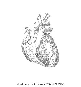 Anatomy heart, human organ illustration. Vintage tattoo. Vector drawn art