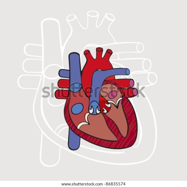Anatomy Heart Vector Stock Vector (Royalty Free) 86835574