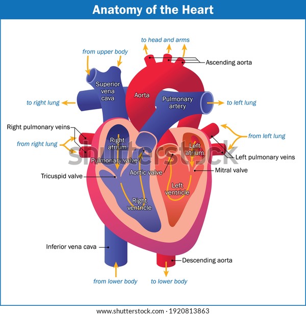Anatomy Heart Vector Eps File Available Stock Vector (Royalty Free ...