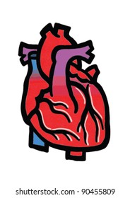Anatomy heart vector illustration