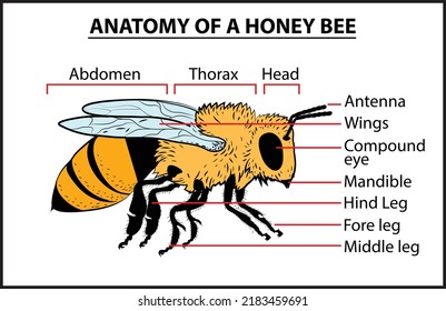 Anatomy of honey bee, Parts of honey bee, A honey bee is a eusocial flying insect within the genus Apis of the bee clade.