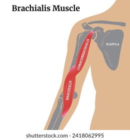 Anatomy of the human body. Brachialis muscle and arm bones with scapula. Medical poster, diagram. Vector illustration