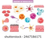 Anatomy Of Human Body Cells