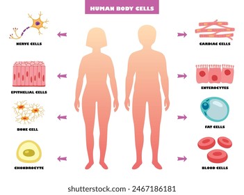 Anatomy Of Human Body Cells