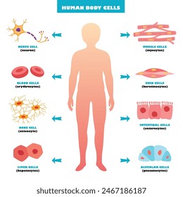 Anatomy Of Human Body Cells