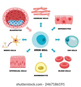 Anatomy Of Human Body Cells