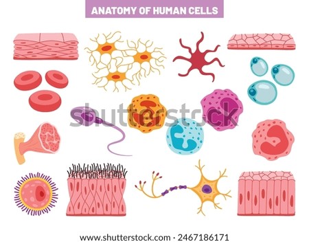 Anatomy Of Human Body Cells