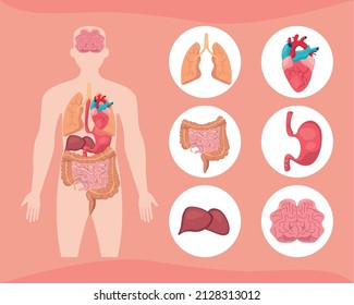 anatomy human body icon set